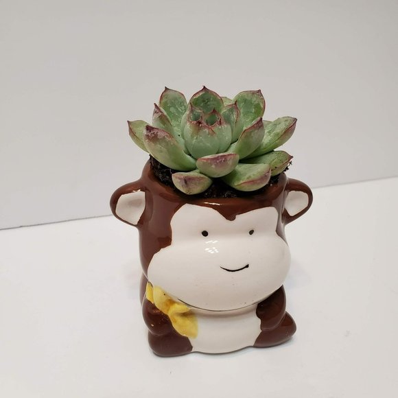 Animal Planter, Monkey Plant Pot, Ceramic Succulent Planter - Picture 8 of 8